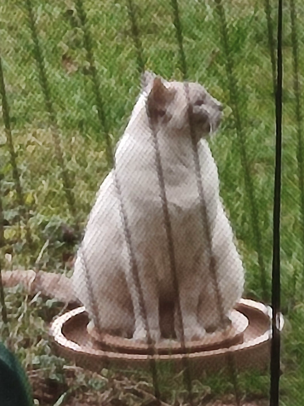 A fluffy cat sitting on a round willow toy that is slightly wider than the cat.  His head is to the right, while the rest of him faces forwards.
