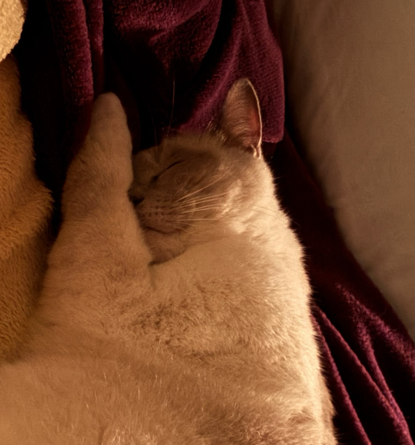 A cat sleeping with his paw in front of his nose. His eyes are closed.